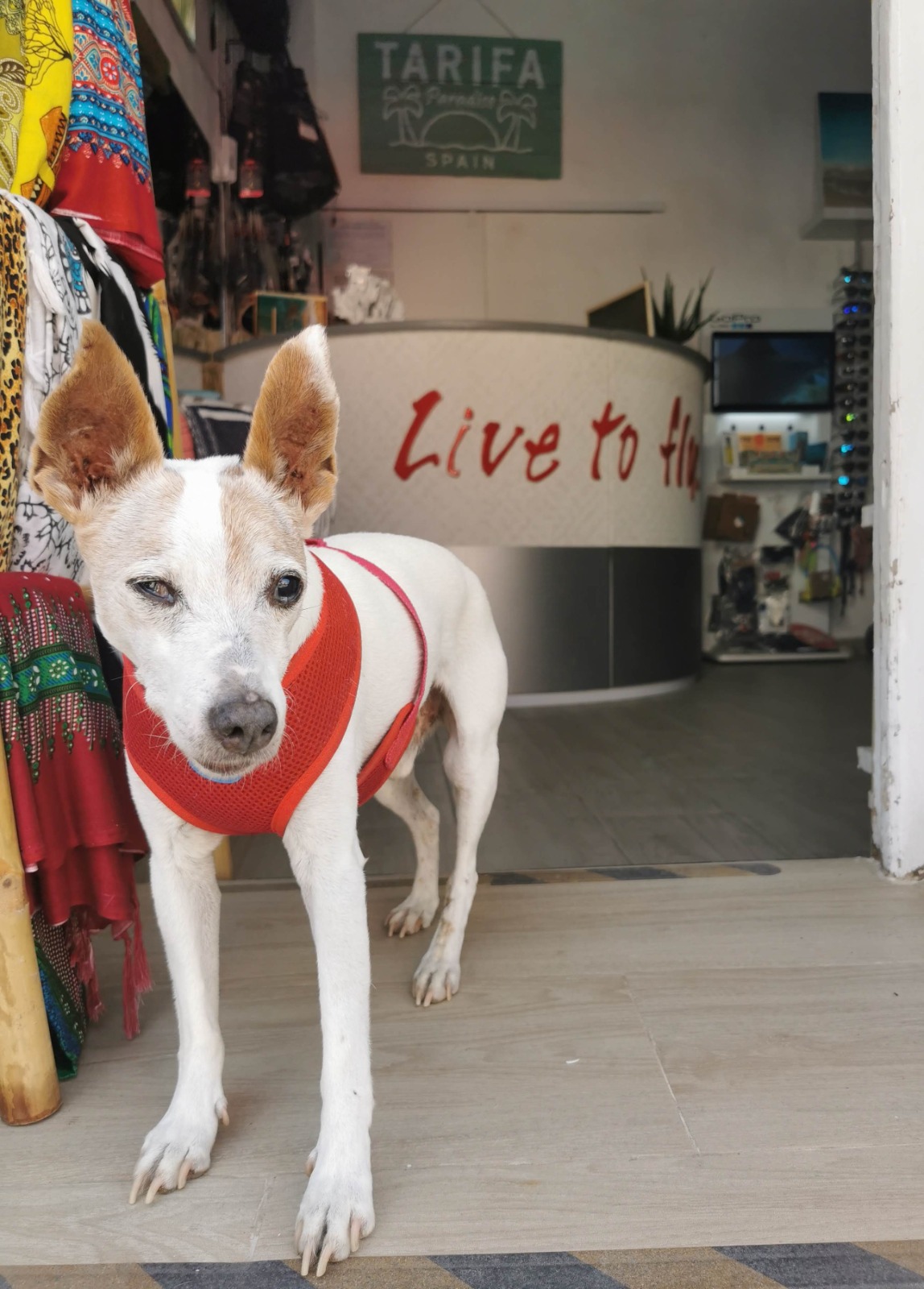 Boby Brown, el perro de Kitesur Tarifa, en la puerta de la tienda